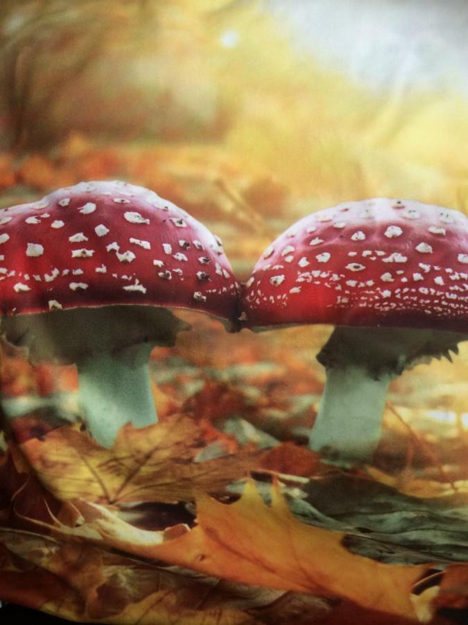Au Coeur De La Flandre Lejlighed Noordpeene Eksteriør billede